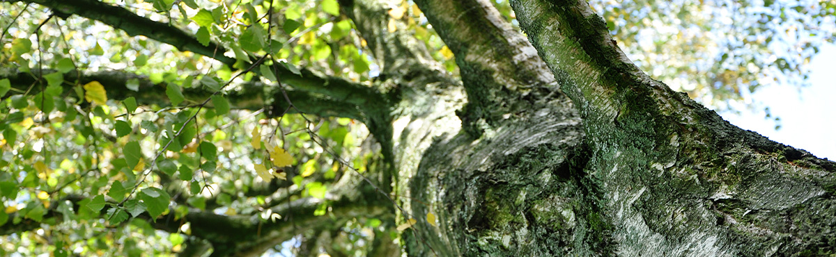 Foto: Bäume | Draeger GbR | Baumgutachten, Baumgutachter
