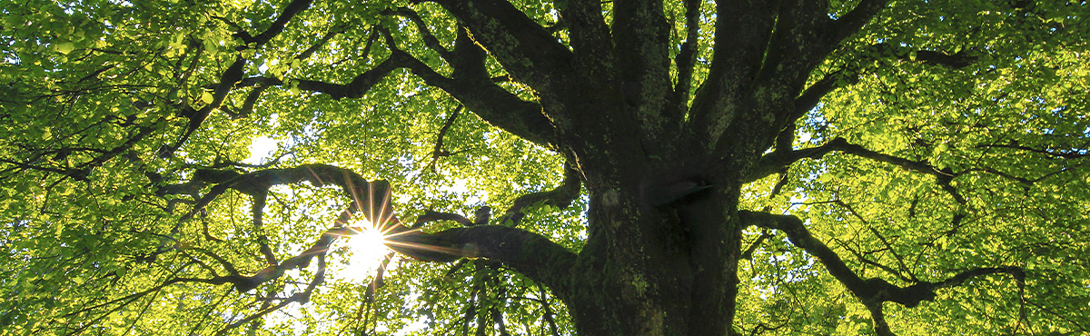 Foto | Bäume | Draeger GbR | Sachverständigenbüro für Baumsicherheit